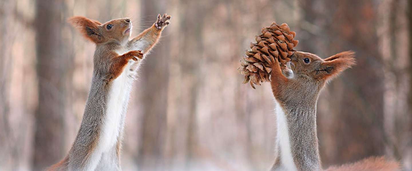 Dit zijn de liefste foto's de je ooit van een eekhoorntje hebt gezien!