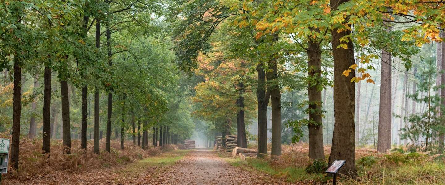Herfst in Nederland: hier geniet je van de mooiste natuur