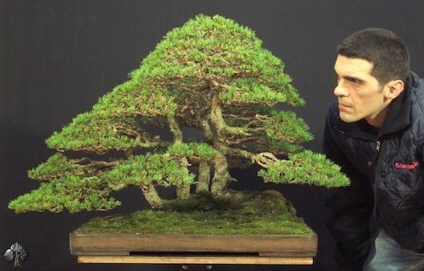Duurste-bonsaibomen-ter-wereld-4
