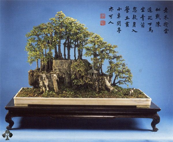 Duurste-bonsaibomen-ter-wereld-5