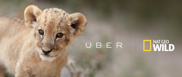 Uber Lions