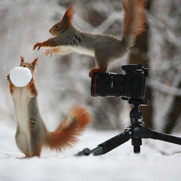 Dit zijn de liefste foto's de je ooit van een eekhoorntje hebt gezien!