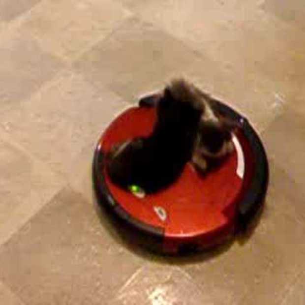 kittens riding vacuum 