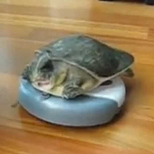 Schildpad rijdt rondjes op RoomBa robot stofzuiger