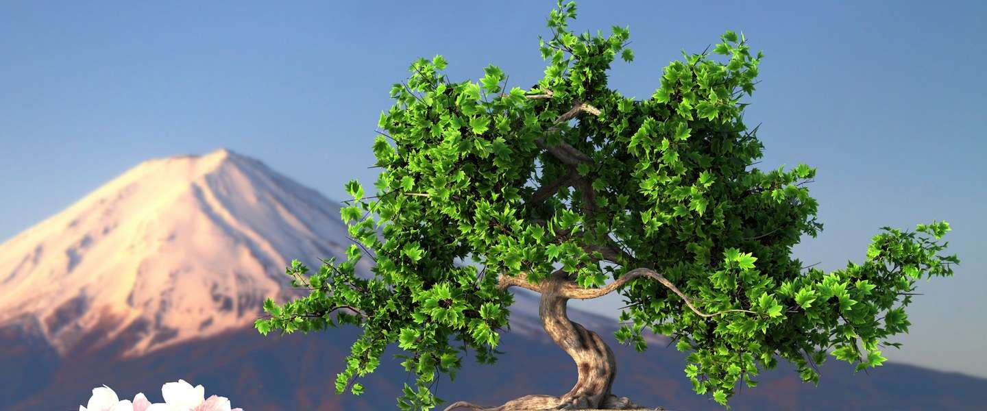 5x de mooiste Bonsai bomen ter wereld!  Stylecowboys