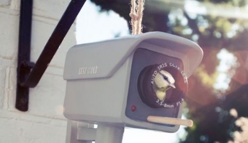 big-bird-is-watching-you.jpg