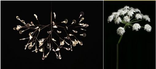 heracleum2.jpg