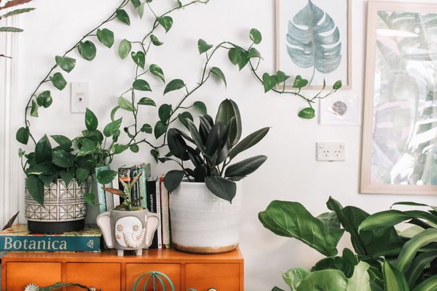 <em>Doen: veel planten in je woonkamer zetten<\/em>