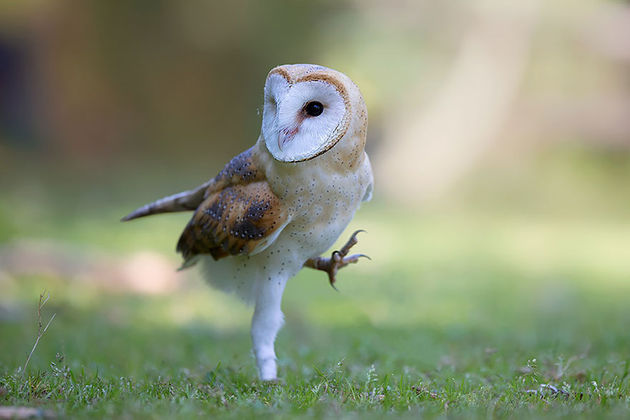 By Stefano Ronchi
